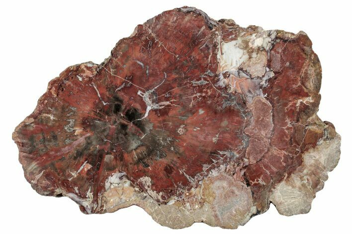 Colorful, Petrified Wood (Araucaria) Slab - Arizona #272670